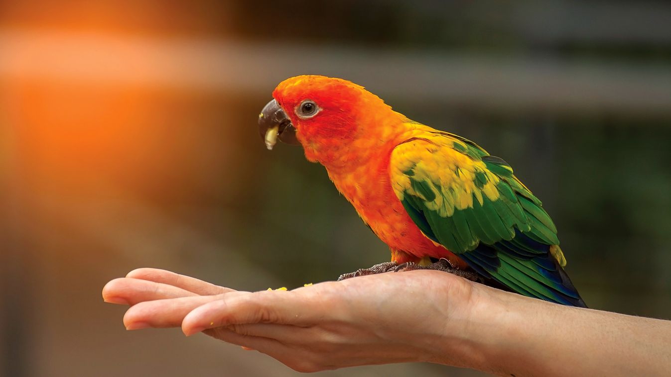 Egy papagáj miatt került kis híján börtönbe a hűtlen férj news 