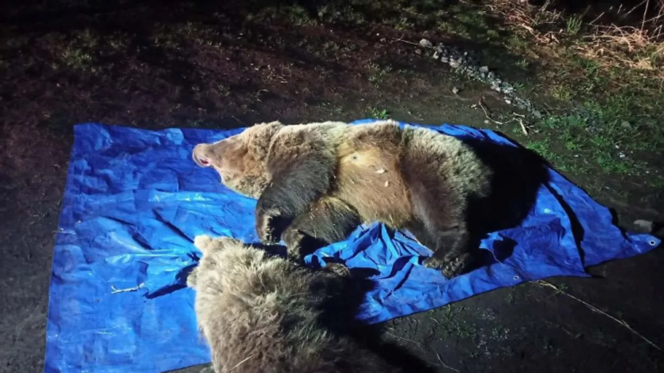 kilőtt medvék szlovákiában 