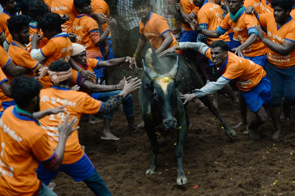 Jallikattu Avaniyapuram bika India Tamil Nadu 