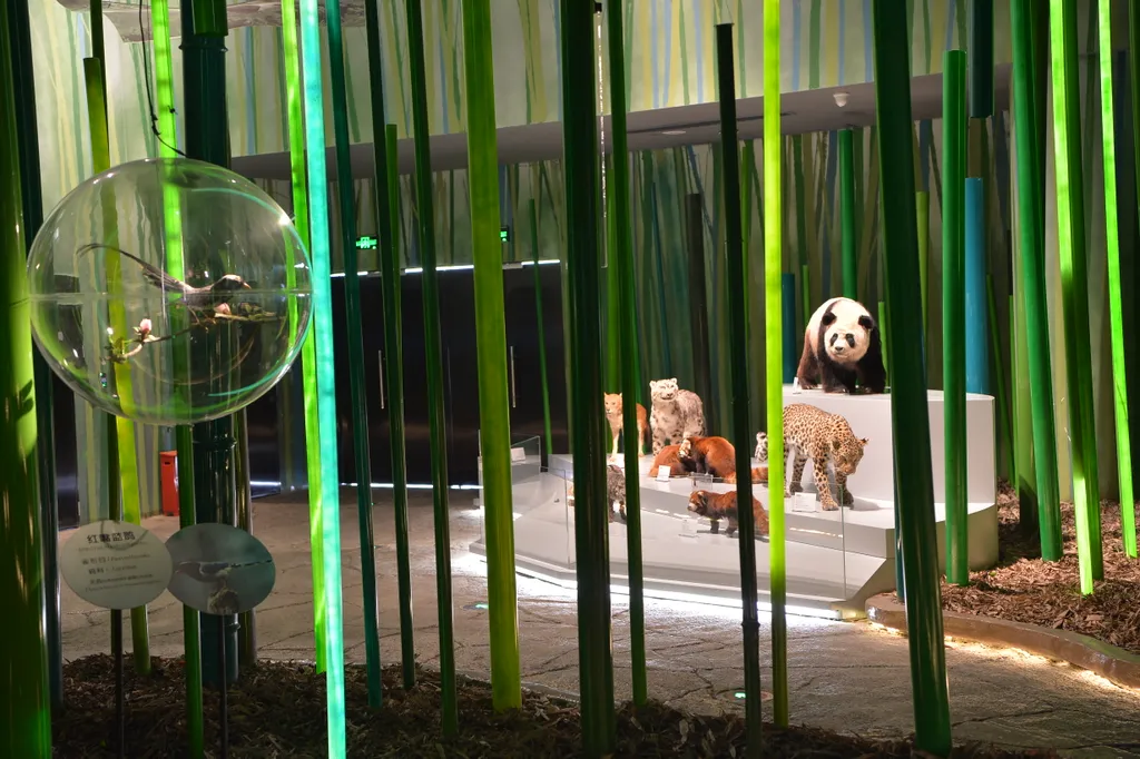Pandamúzeum 