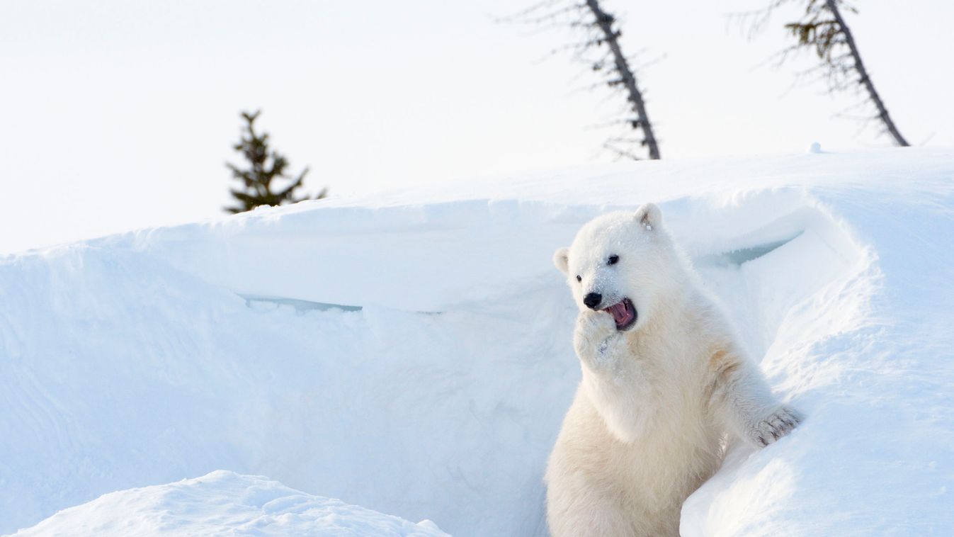 medve jegesmedve hó hangulat tőzsde 