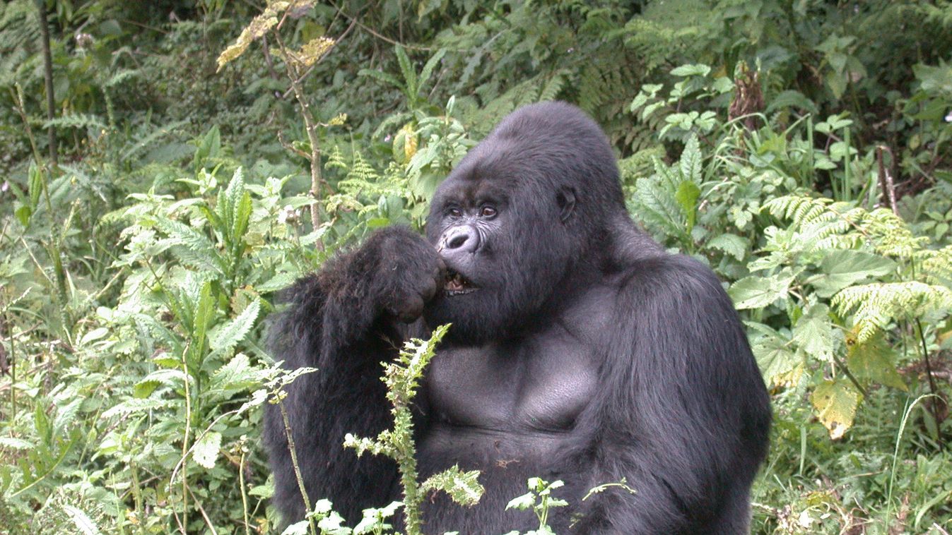 Hegyi gorilla 