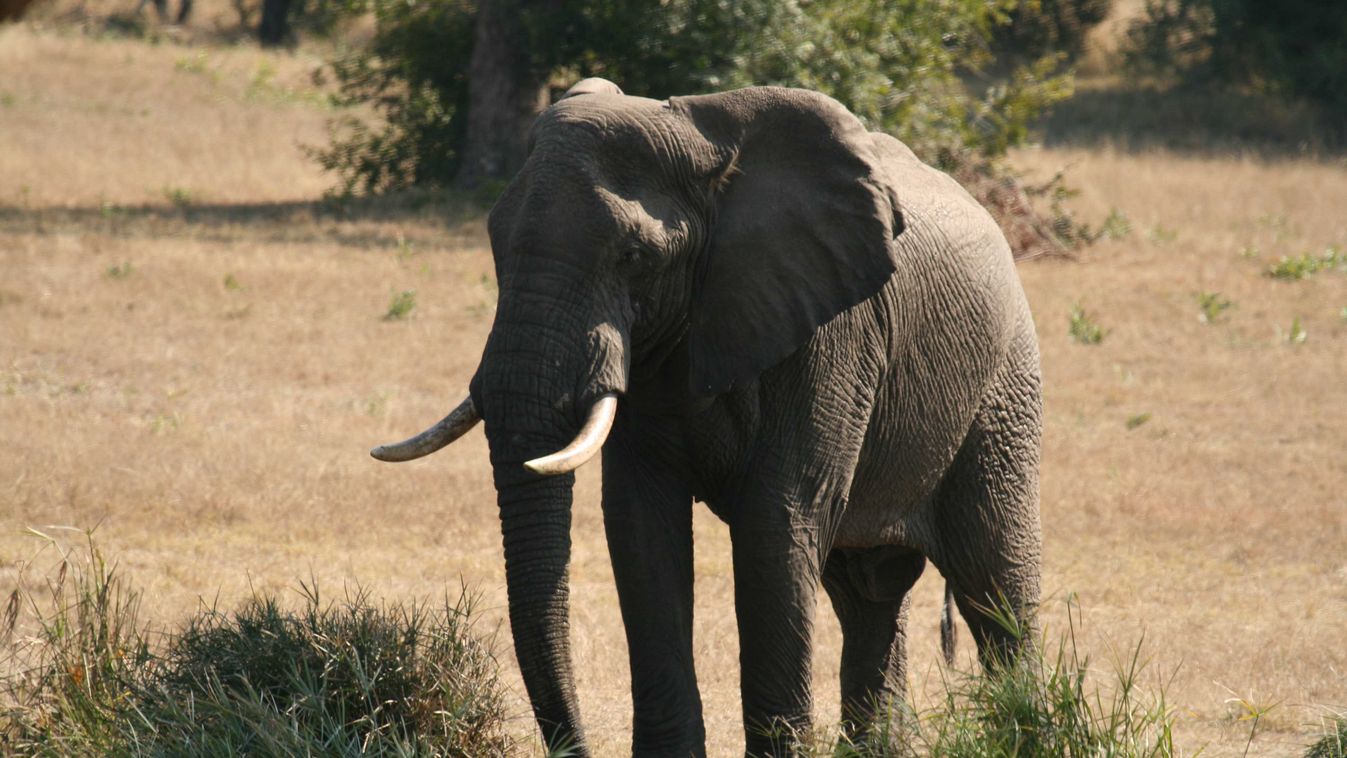 afrikai elefánt 