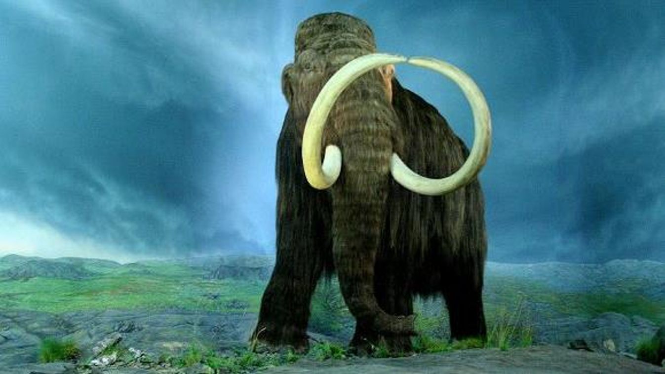 gyapjas mamut 