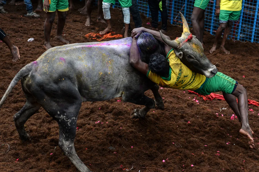 Jallikattu Avaniyapuram bika India Tamil Nadu 