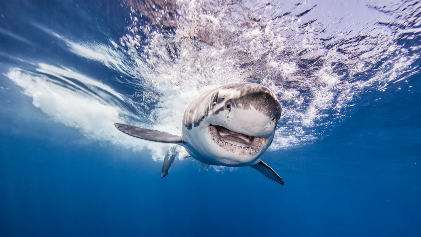animal portrait PORTRAIT animal species fish fish animal ANIMAL approaching BLUES BLUE COLOUR CAST COLOR fierce guadalupe Island ISLAND landform outdoors out intimidation menacing mouth open facial expression natural nature wild wildlife sea life nobody N
