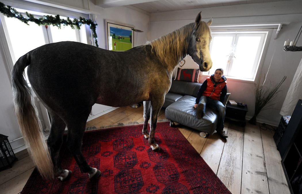 Stephanie Arndtnak tavaly decemberben egy heves vihar alatt megesett a szíve kedves lován, Nasaron, és beengedte otthonába. Az Észak-Németországban fekvő Holton élő lónak annyira megtetszett, hogy azóta már be is költözött