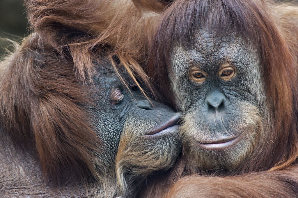 Wild,Tenderness,Among,Orangutan.,Mother's,Kissing,Her,Adult,Daughter kalimantan,friendship,monkey,family állati szerelem 