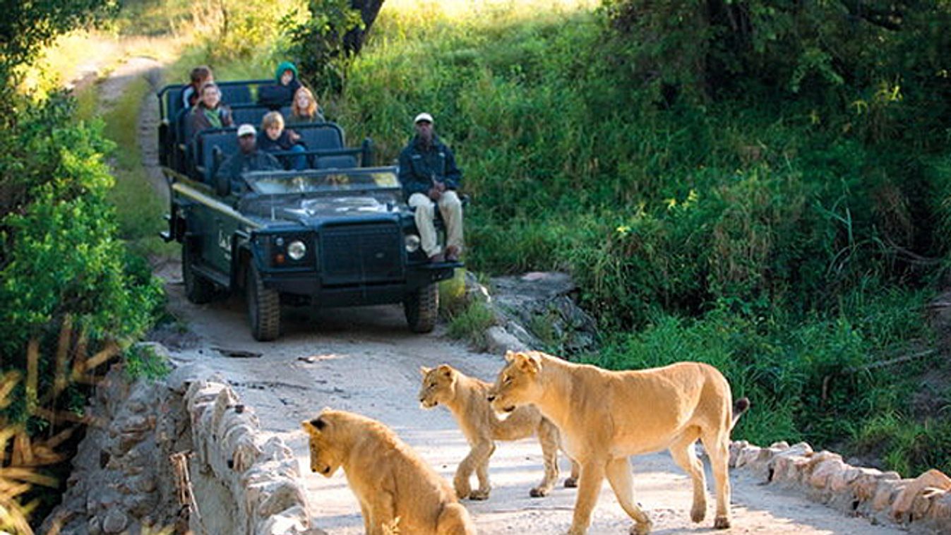 Szafari a Kruger Nemzeti Parkban Dél-Afrikában 