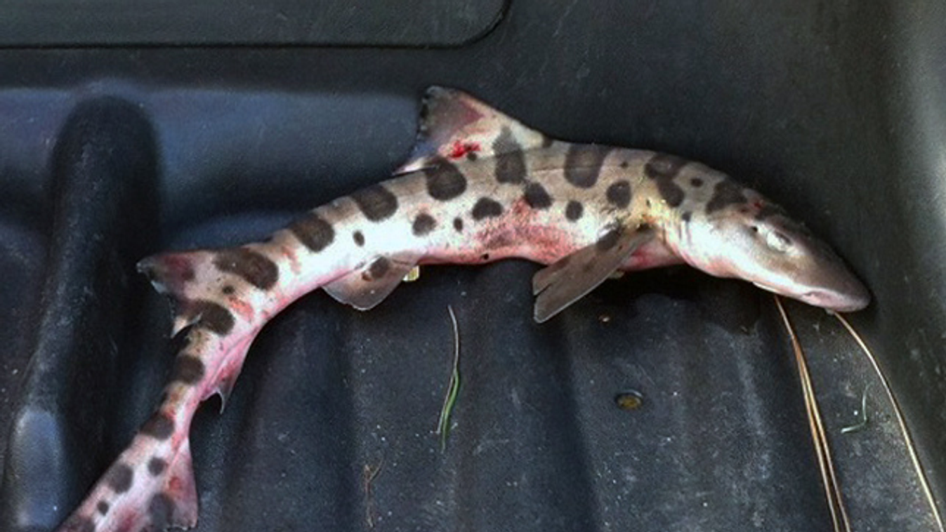 leopárdcápát találtak egy golfpályán