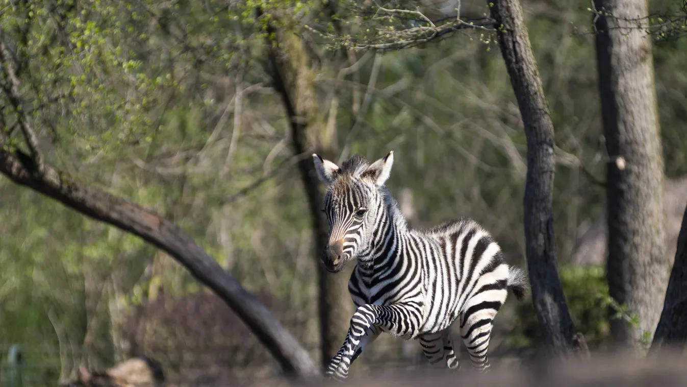 A zebracsikó anyjával a Nyíregyházi Állatpark kifutójában 