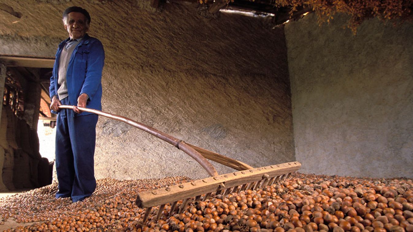 mogyoró, mogyorót szárít egy termelő az olaszországi Cortemiliában
