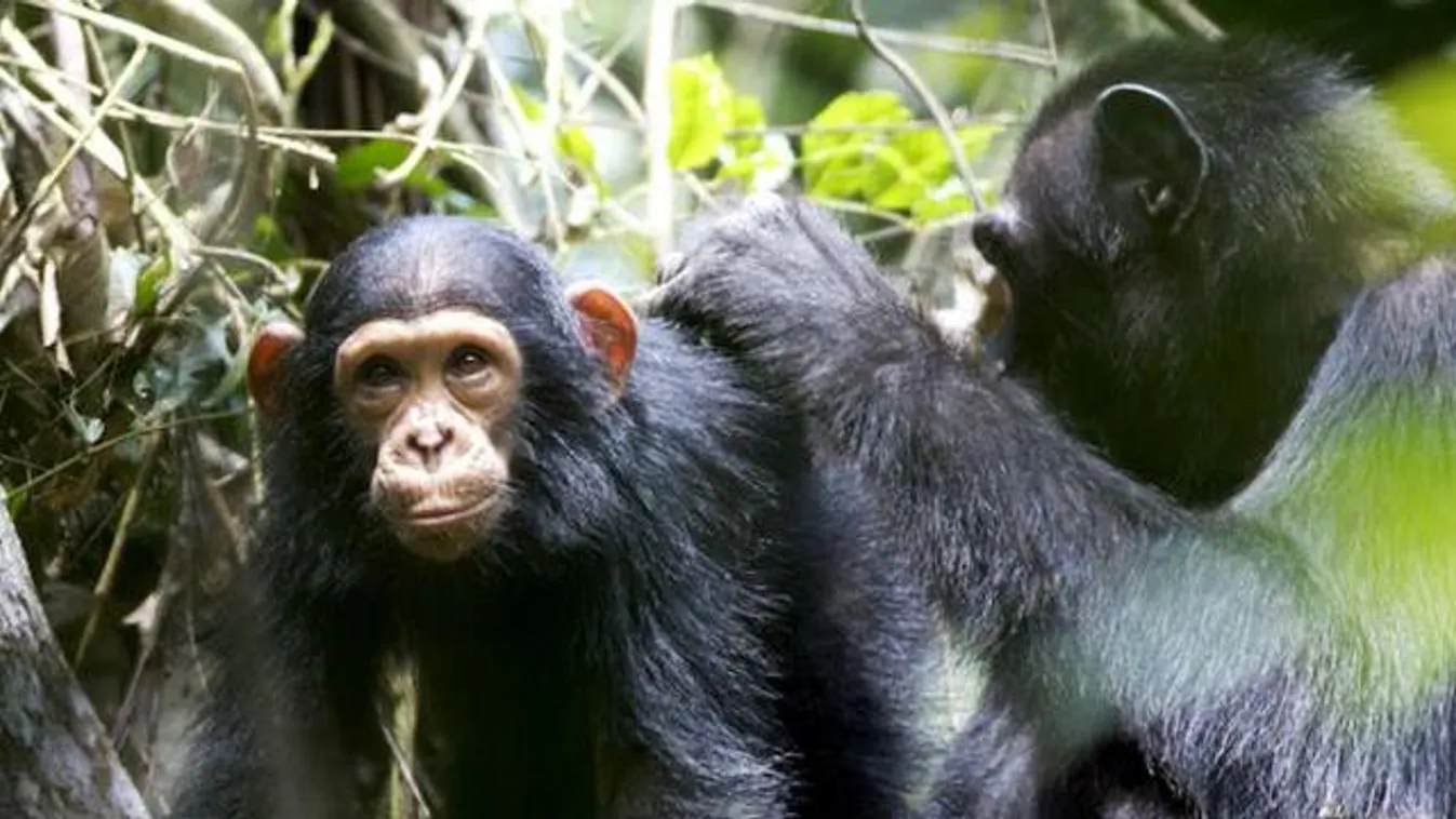 csimpánz kölyök 