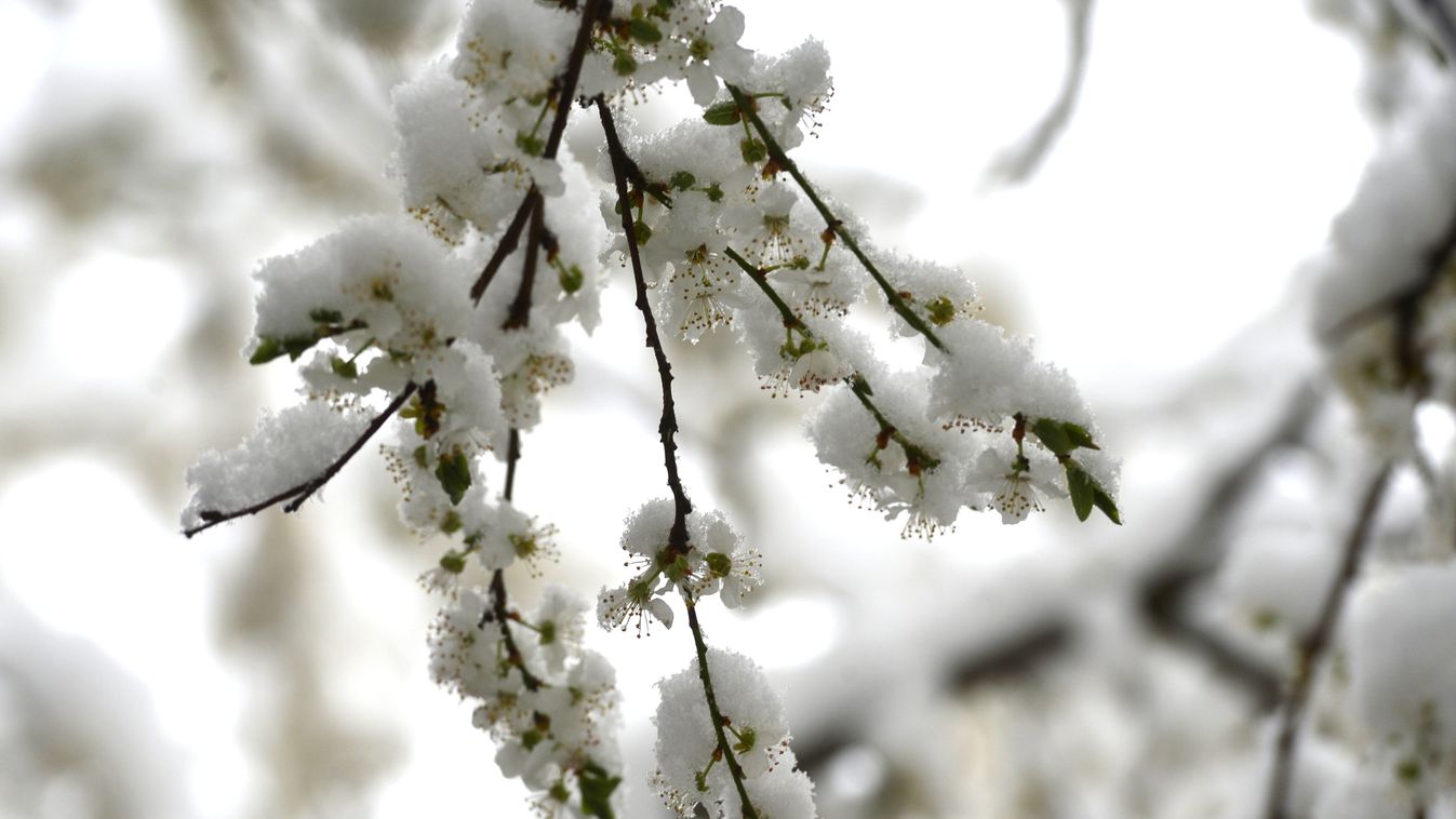 havazás, hó, időjárás, április, Pomáz, 2022.04.03. 