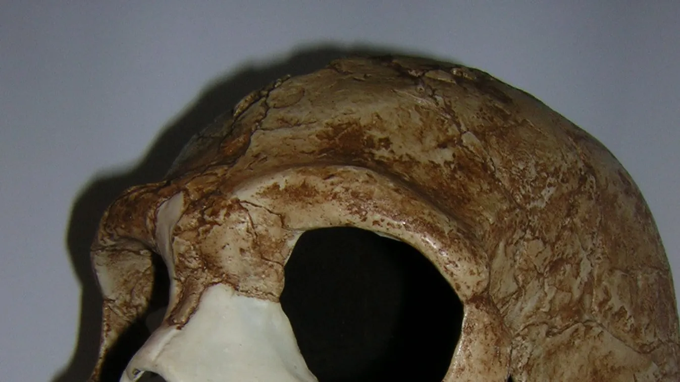 neandervölgyi ember 