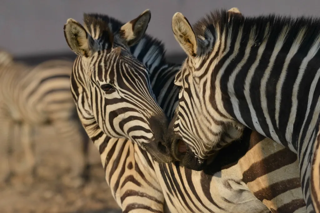 Cutest moments of animals expressing love on Chinese Valentine's Day China Chinese Zhejiang Hangzhou wild animal állati szerelem 