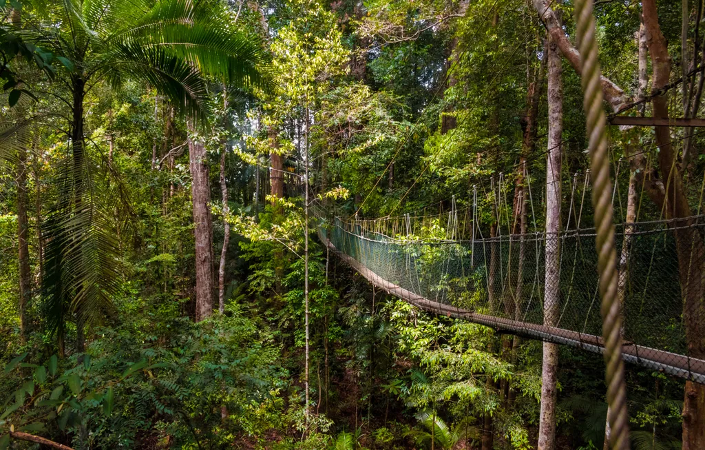 Taman Negara, nemzeti park, Malajzia-félsziget, Malajzia, Taman Negara összterülete 4343 km2, Lombhullató esőerdő, több mint 130 millió éves 