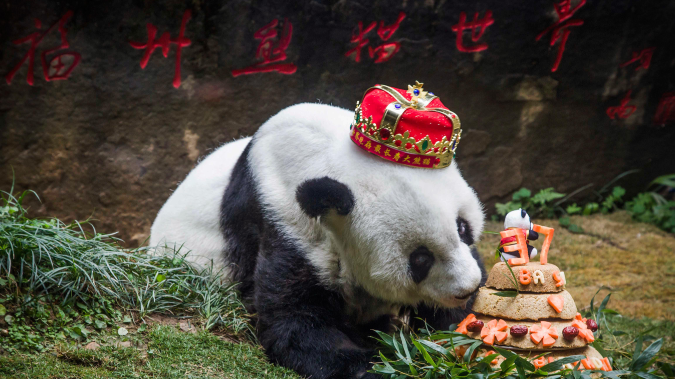 Pasze, Kína, óriáspanda, világ legöregebb pandája 