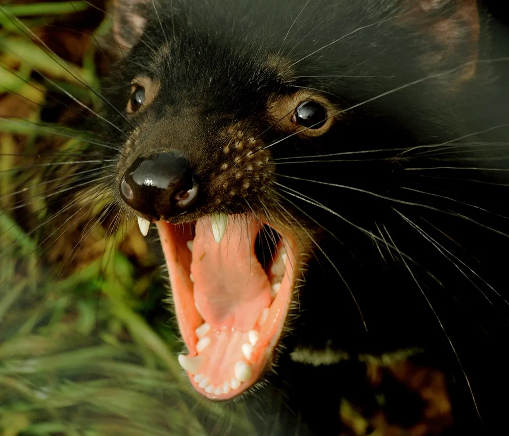 Tasmanian devil Tasmán ördög 