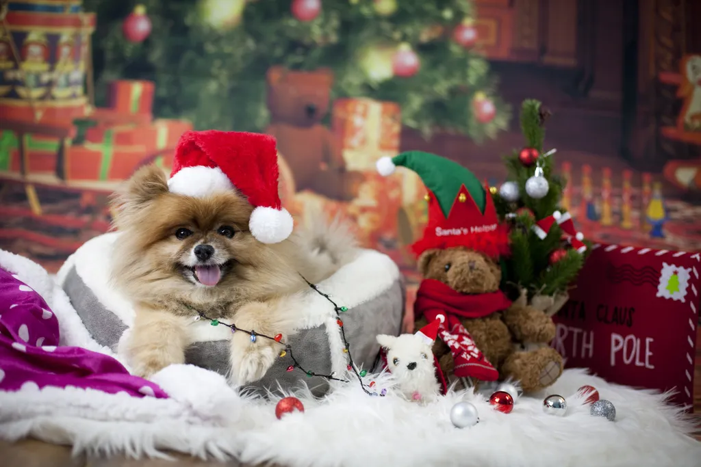 kutya karácsony ruha 
 Pomeranian's,Christmas,Photo bed,gift,fur,year,happy,winter,cold,decorations,pup,greetings,cu 