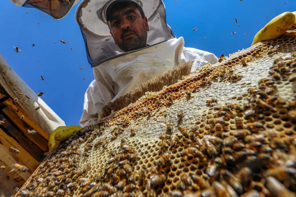 méhészet, méz, méh, mézfarm, méztermesztés, méhész, Törökország, török 
