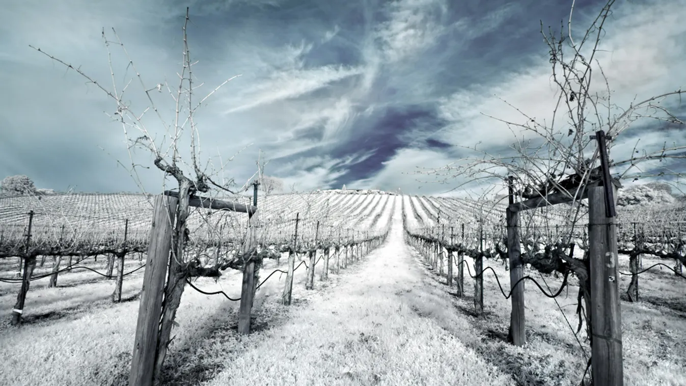 szőlő szőlőültetvény tél bor borászat 