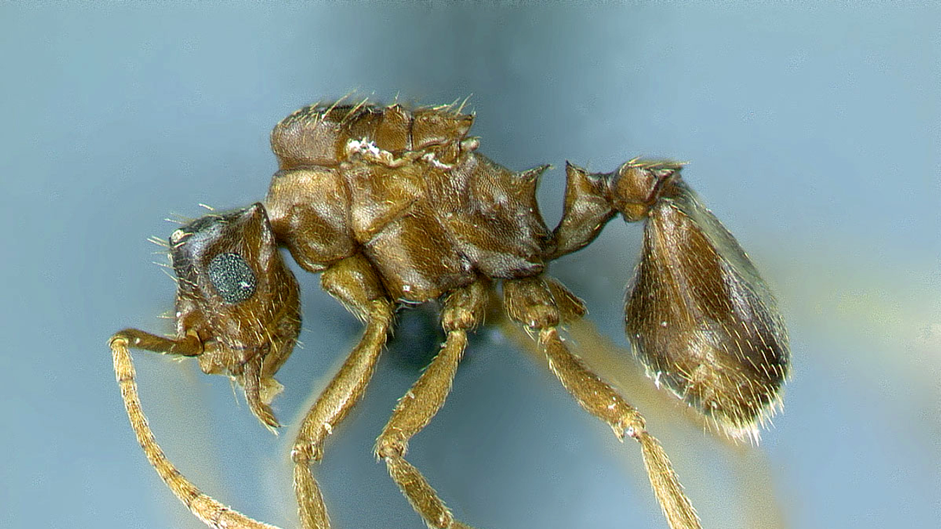 Mycocepurus castrator hangya királynője 