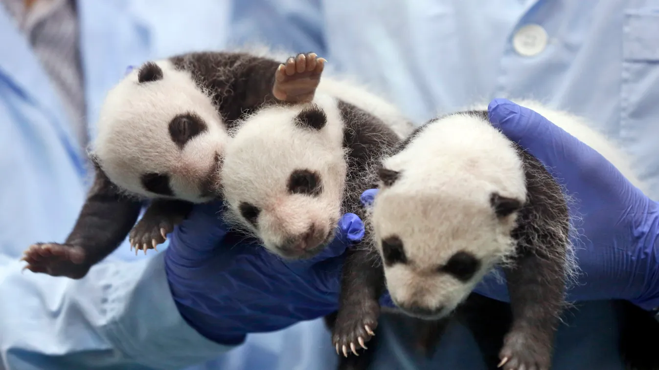 hármas pandaikrek 2014. augusztus 28. 