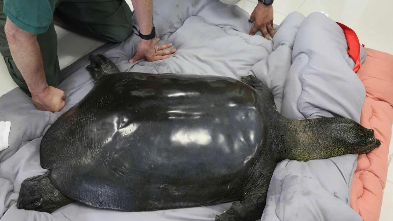 jangcei lágyhéjú óriásteknős, Kína, kipusztulás 