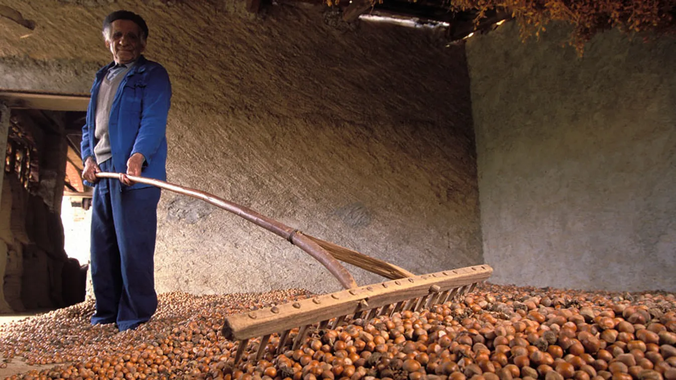 mogyoró, mogyorót szárít egy termelő az olaszországi Cortemiliában