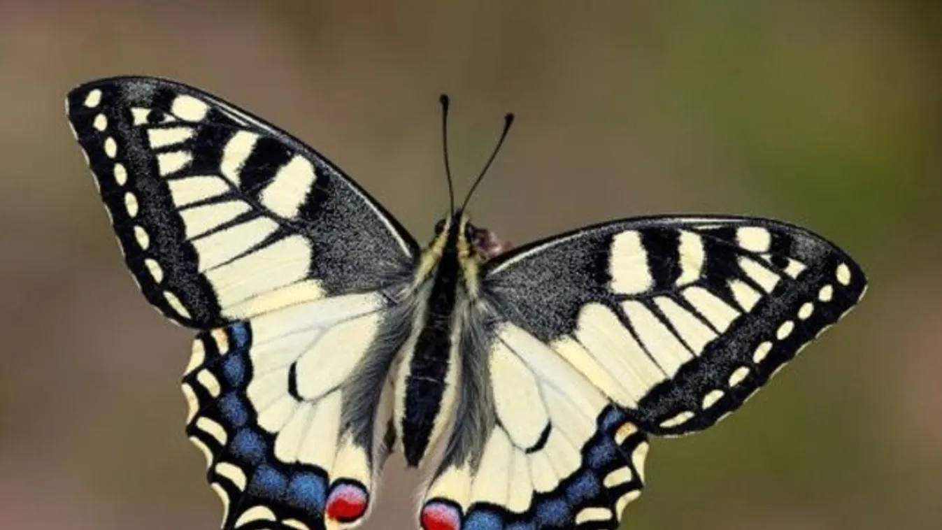 fecskefarkú pillangó, Papilio machaon 