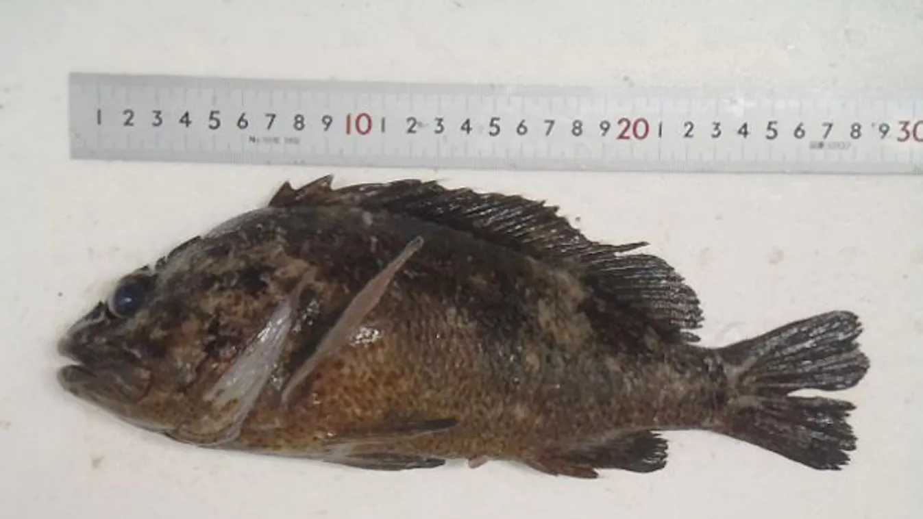 sugárszennyezett hal, álsügér (Sebastes pachycephalus), Fukusima