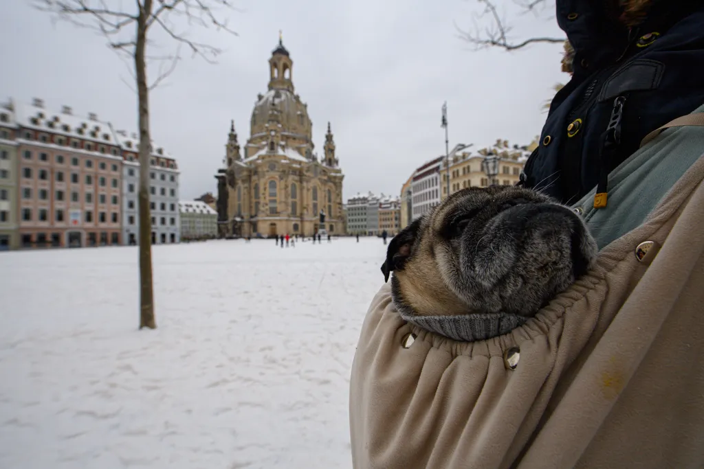 Winter weather in Dresden Lifestyle and Leisure weather Free time Seasons WINTER Weather photo SNOW PET DOG ANIMAL 
