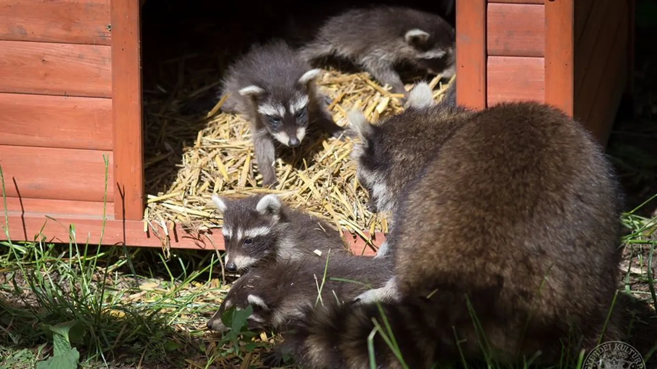 Debreceni Állatkert, Növénykert és Vidámpark, mosómedve, ötösiker 