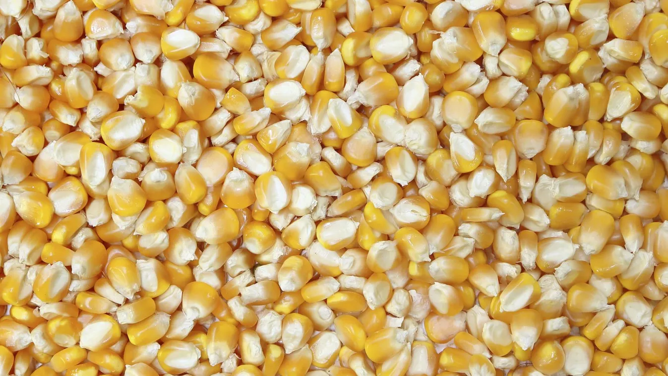 News, kukoricába fulladt egy 8 éves gyerek sombereknél, kukorica, kukoricaszem 
