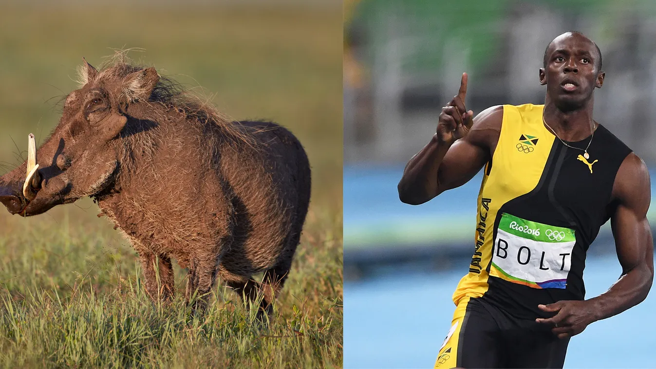 Usain Bolt, varacskos disznó 