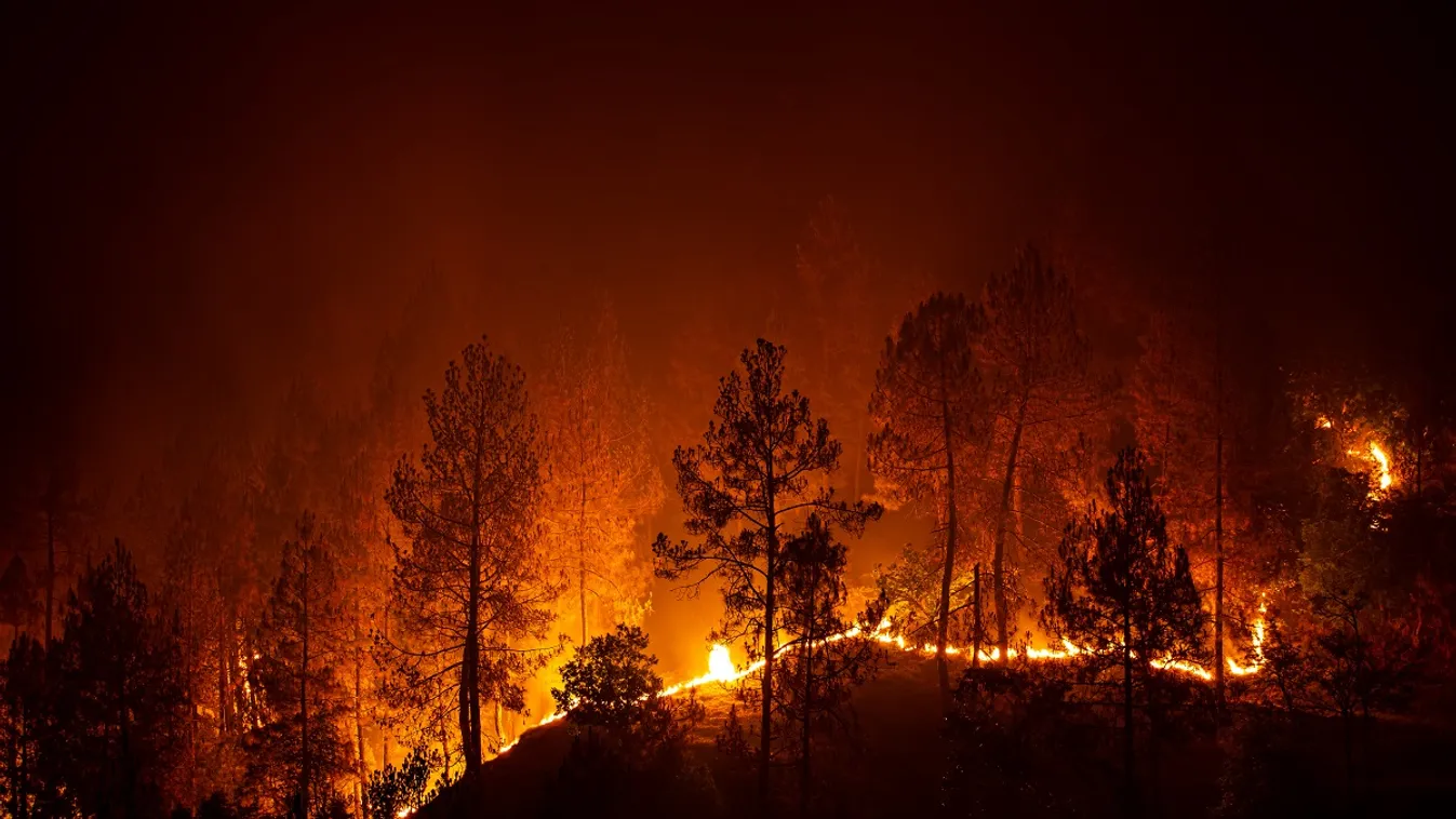 erdőtűz fenyőerdő lángok 