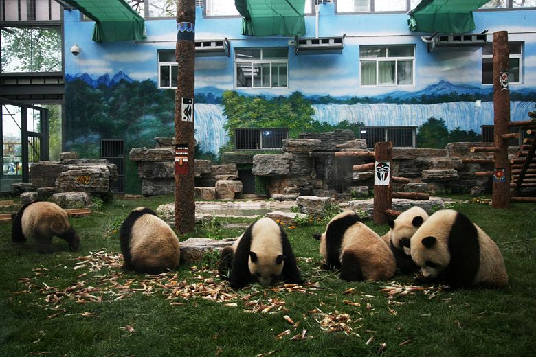 A földrengés súlytotta területekről nyolc óriáspandát kellett a pekingi állatkertbe költöztetni