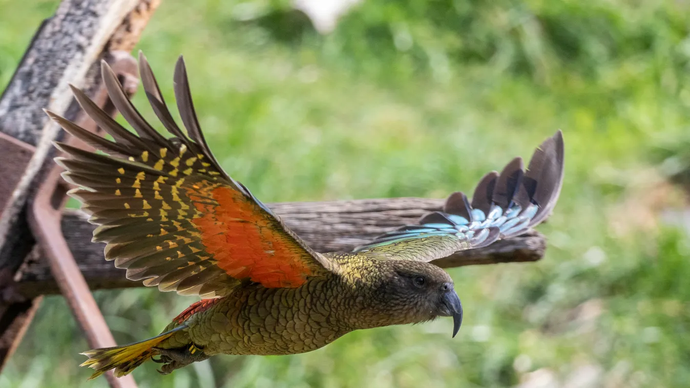 Willowbank Wildlife Reserve In New Zealand Willowbank Wildlife Reserve New Zealand kea Christchurch October Horizontal PHOTO 