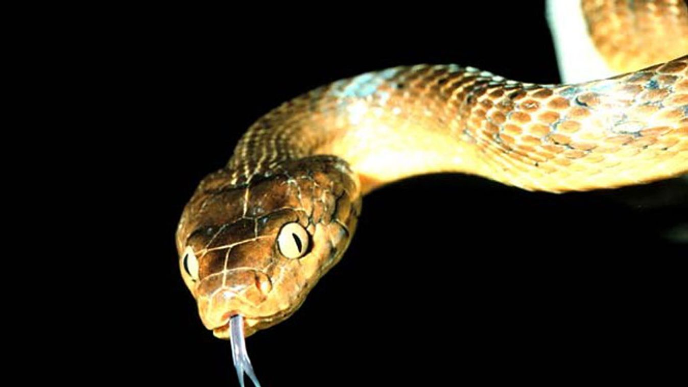 Brown tree snake, kígyó