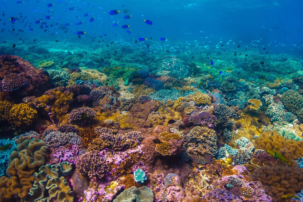 Nagy, korallzátony, Ausztrália, 