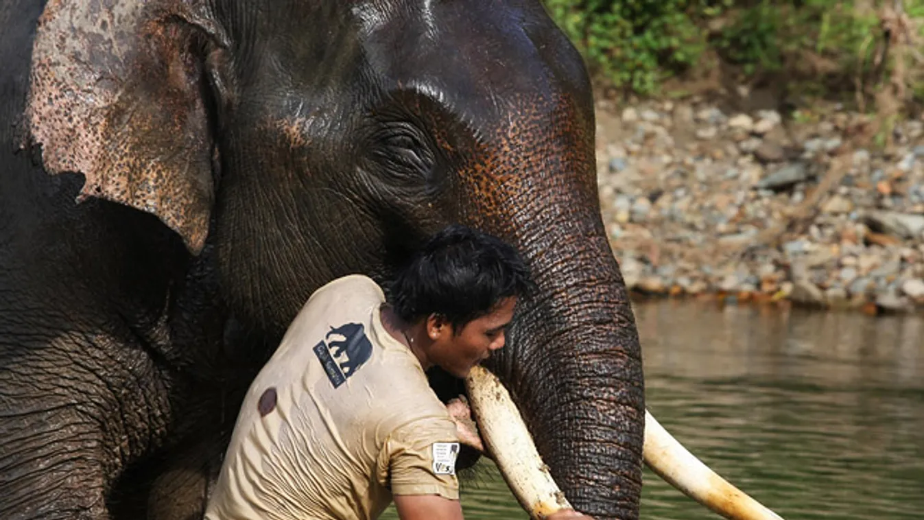 kihalás szélén a szumátrai elefánt, Elephas maximus sumatranus