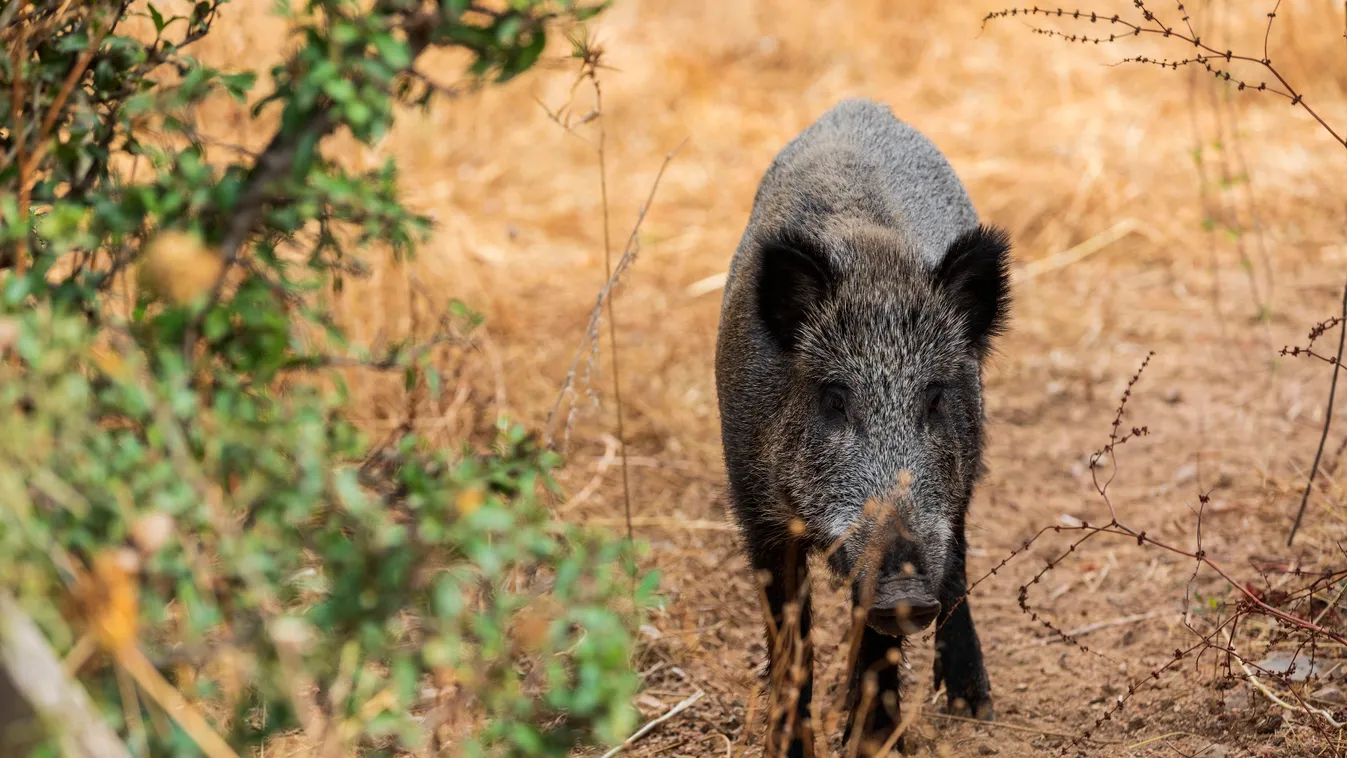 France corse du sud domaine de murtoli wild boar Corse Corse du Sud France Mammal South East of France Wild boar Horizontal ANIMAL EUROPE 