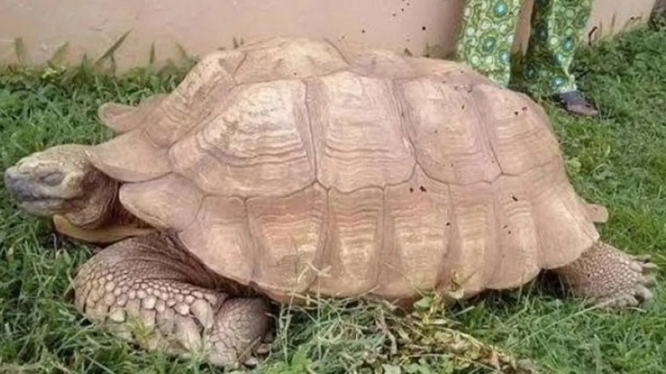 teknős, Nigéria 