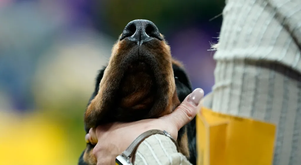 Westminster Kennel Club, kutya, kutyakiállítás, New York  Annual Westminster Kennel Club Dog Show - Breeds Judging animal Horizontal panoramic 