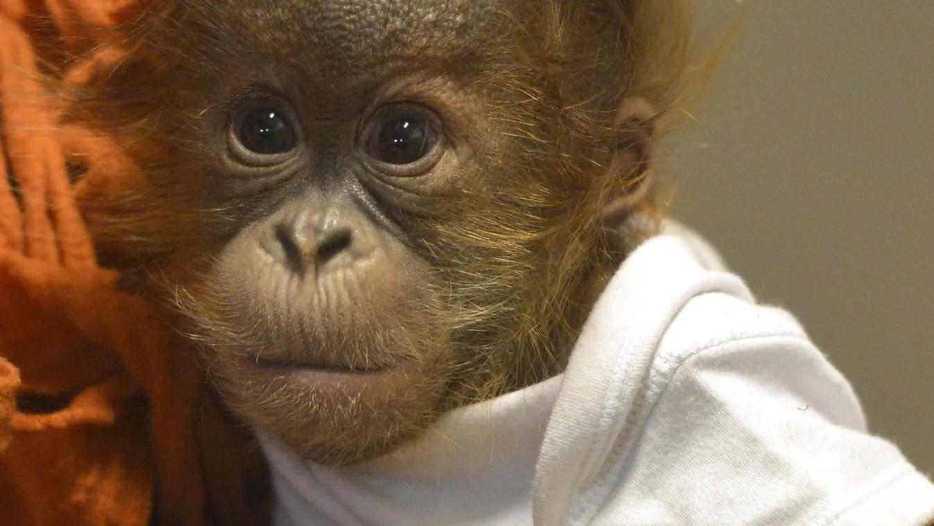 Angliába költözik az elárvult budapesti orángutánbaba
Bulu Mata 
