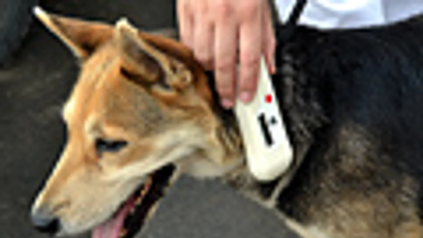 mikrocsip, Mikrochip-leolvasóval ellenőriznek egy kutyát a Fővárosi Közterület-felügyelet Állategészségügyi (Ebrendészeti) Telepén 2012. augusztus 22-én