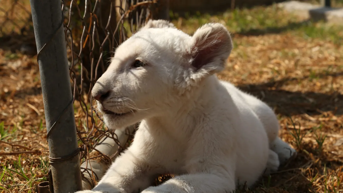 fehér oroszlánkölyök 