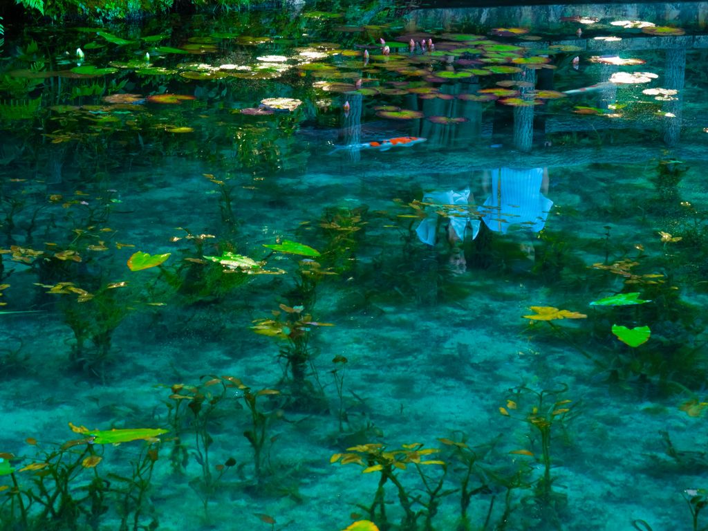 Monet’s Pond Japán 