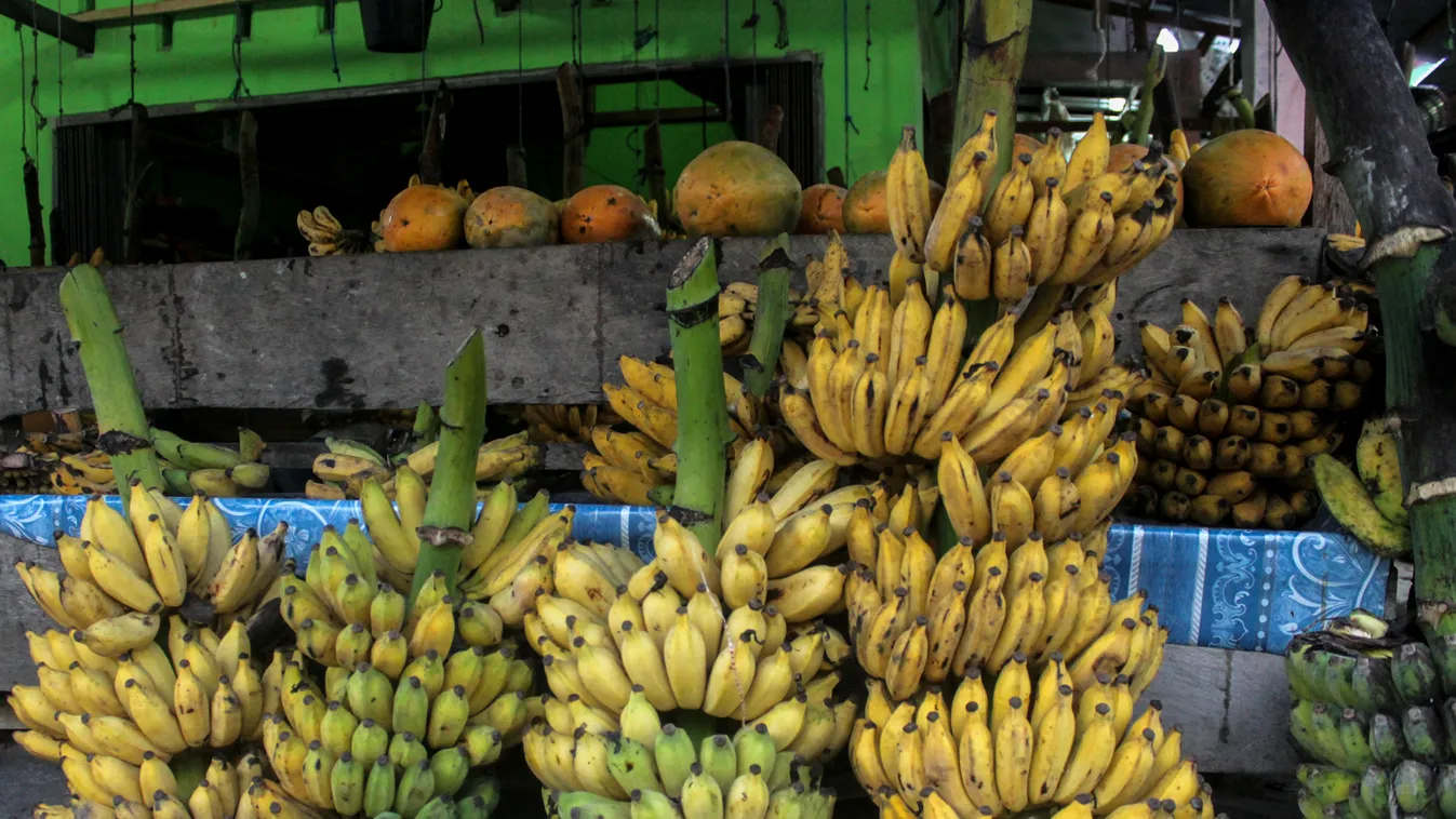 banán, banánültetvény 